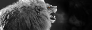 Roaring lion, monochrome black-and-white with radiant yellow eyes (Panthera leo) Roaring lion, monochrome black-and-white with radiant yellow eyes (Panthera leo)
